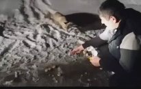 Aç Kalan Tilkiyi Bisküvi ile Besleyen Vatandaş