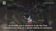 Fare Avcısı Dev Tarantula