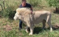 Safari Yapan Turistin Aslanlara Sarılması