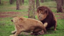 Yelenin Hakkını Veren Erkek Aslan
