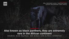 Kenya'da İlk Defa Kameraya Yakalanan Kara Leopar