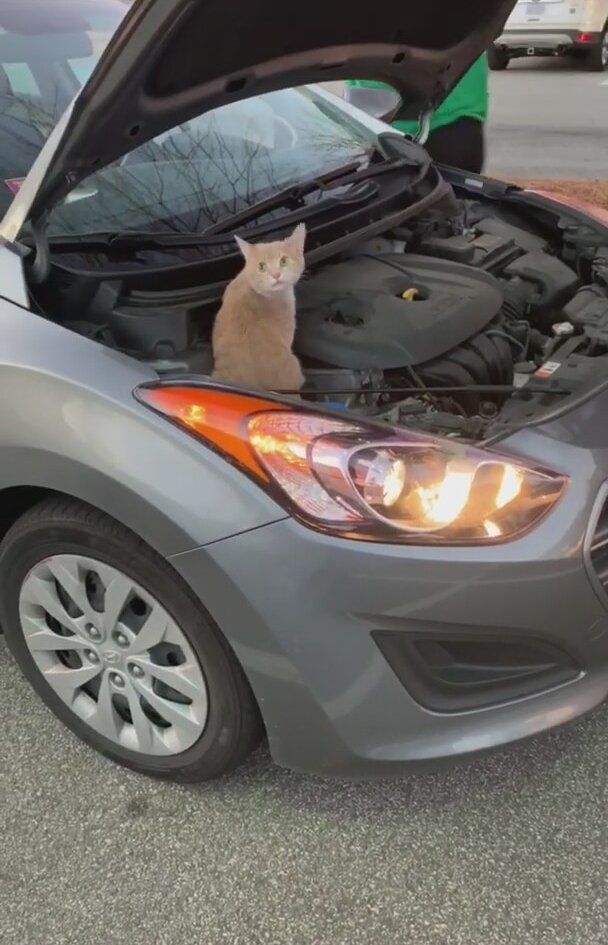 Arabanın Motorundan Çıkan Şaşkın Kedi