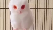 Peluş Oyuncağa Benzeyen Albino Baykuş