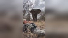 Filin Sakin Gününe Denk Gelen Fotoğrafçı