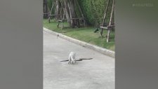 Yürek Yiyen Kedinin Kral Kobra ile Uğraşması