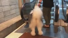 Yürüyen Merdiven Korkusu Olan Koca Yürekli Köpek