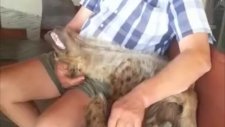 Kendini Kedi Sanan Sırtlan