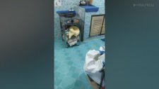 Mutfakta Yakalanan Kral Kobra