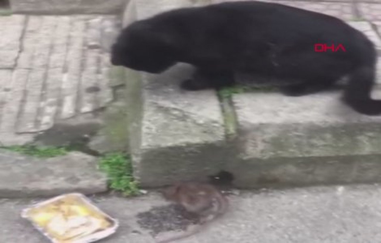 Kedi ile Farenin Aynı Kaptan Yemek Yemesi