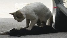 Araba Çarpan Dişisine Kalp Masajı Yapan Kedi