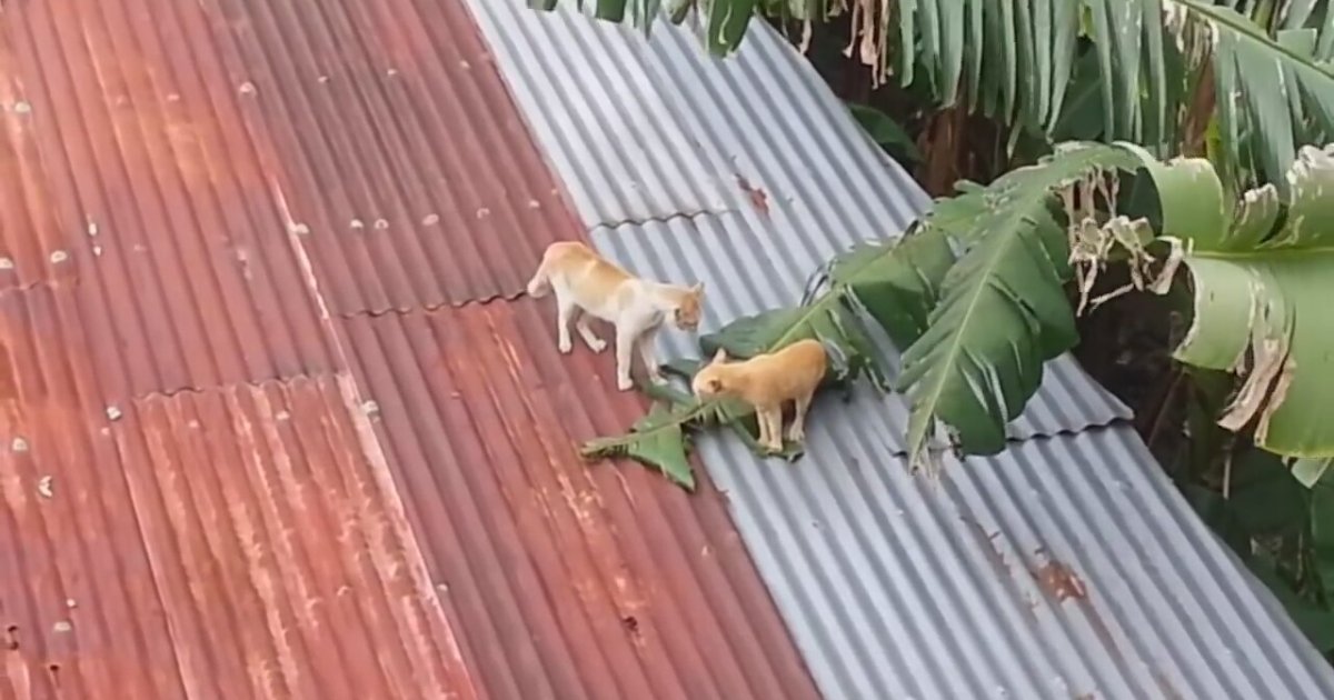 Çatıda Başlayıp Yerde Biten Amansız Kedi Kavgası