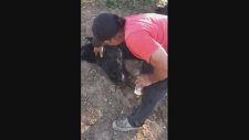 Çiftleşmeye Hazırlanırken Dişisinin Tepmesiyle Ölen At