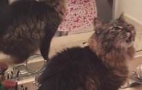Elektrikli Diş Fırçasına Karşı Koyamayan Kedi