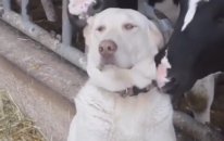 Kendini İneklere Yalatan Köpek