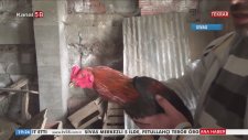 Korkunca Anne Diyen Horoz