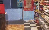 Marketten Cips Çalan Martı