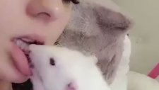 Sahibinin Dişlerini Temizleyen Hamster