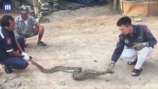 Yediği Tavukları Kusan Piton Yılanı