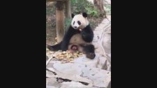 Hem Yiyip Hem Tıvaletini Yapan Panda