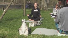 Lemurlarla Yoga