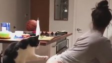 Sahibinin Twerk Dansından Etkilenen Kedi