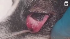 Köpeğin Gözünden Çıkan Parazitler (+18)