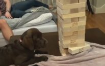 Müthiş Bir Jenga Hamlesi Yapan Sevimli Köpek