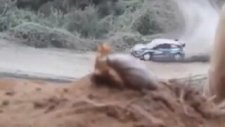 Ralli Yarışı İzleyen Salyangoz