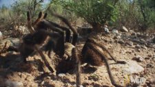 Tarantula Çiftleşmesi