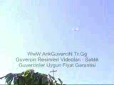ankara takla güvercin