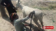 Eşek Kırparken Dikkat Edilecek Hususlar & Eşek Altı Tıraşı