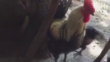Horoz Gibi Öten Tavuk