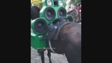 Atına Ses Sistemi Döşeyen Adam