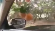 İffet Yöntemiyle Mandalina Çalmak