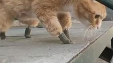 Protez Patileriyle Hayata Tutunan Kedi