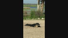 Pet Şişeyi Mideye İndiren Timsah