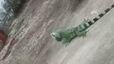 Kediye Çalıştığı Yerden Sormayan İguana Reyiz