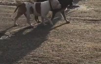 Arkadaşını Bağlı Olduğu Yerden Çözen Köpek