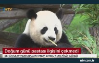 Doğum Günü Pastasını Beğenmeyen Panda