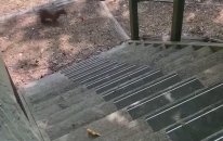 Kediden Korkan Yavru Kedi