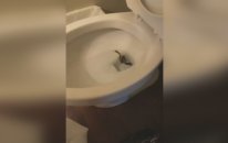 Klozetten Çıkan Yılan
