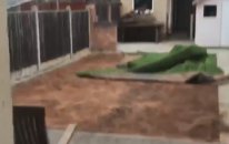 Yapay Çimi Toplayan Köpek