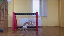 Kalesini Gole Kapatan Panter 2