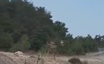 Kaz Dağlarında Doğa Katliamından Kaçan Ceylanlar