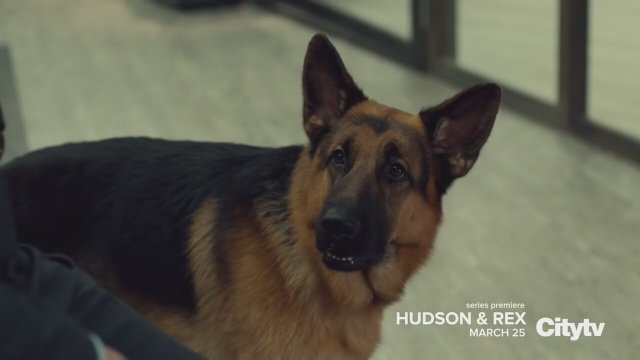 Hudson Et Rex Saison 2 Hudson & Rex - Sinemalar.com