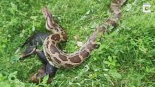 Yediği Köpeği Kusan Piton Yılanı