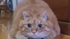 Saklandığını Sanan Obez Kedi