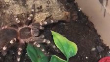 Hamam Böceğini Affetmeyen Tarantula
