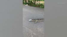 Kafası Teneke Kutuya Sıkışan Kertenkeleyi Kurtaramayan Kadın
