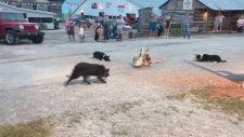 Üçlü Kıskaçla Kazları Hizaya Getiren Köpekler